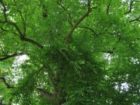 Kew Gardens